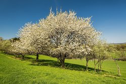 Frühling im Hachenburger Westerwald